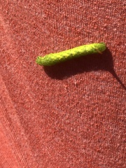 Peridea basitriens