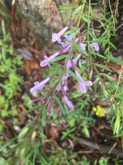 Hedeoma hyssopifolia