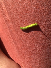 Peridea basitriens