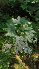 Filipendula occidentalis
