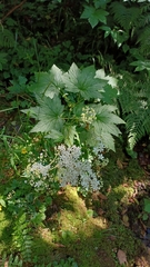 Filipendula occidentalis