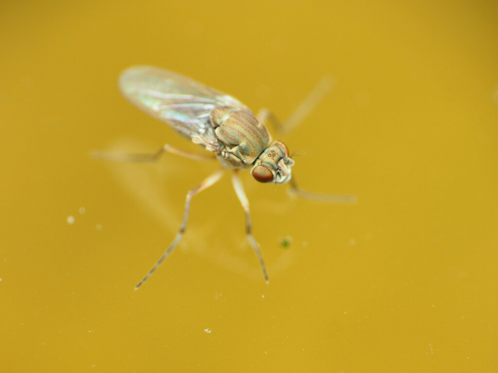 Shore fly