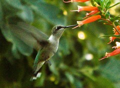 Selasphorus calliope