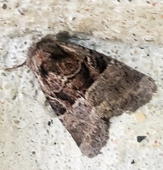 Meropleon diversicolor