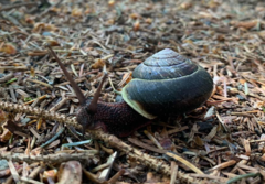 Monadenia infumata