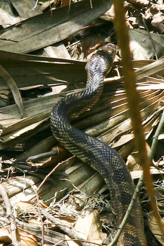 Photo of a Black Rat Snake (Pantherophis obsoletus)