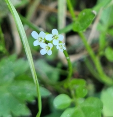 Cardamine scutata