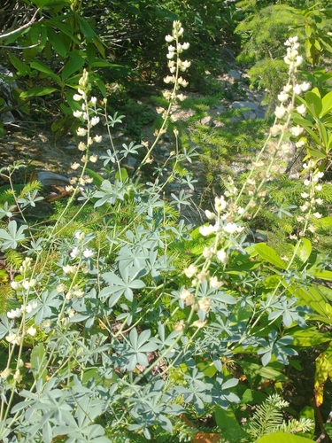 Tracy's lupine (Lupinus tracyi)