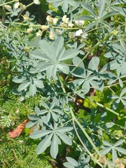 Lupinus tracyi
