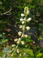Lupinus tracyi