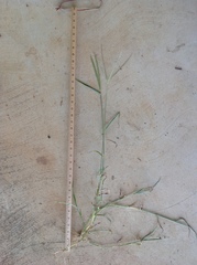 Digitaria bicornis