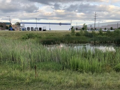 Phragmites australis