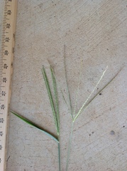 Digitaria bicornis