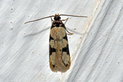 Taygete decemmaculella