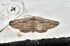 Iridopsis obliquaria