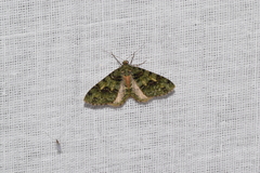 Myrioblephara