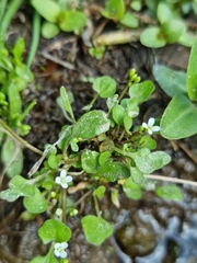 Cardamine scutata