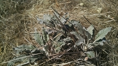 Eriogonum