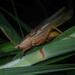 Xestophrys horvathi - Photo (c) orthoptera-jp, some rights reserved (CC BY-NC), uploaded by orthoptera-jp