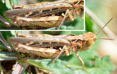 Omocestus