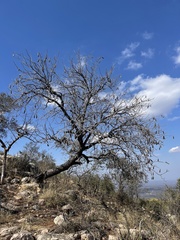 Entandrophragma caudatum