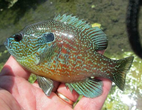 Plains Longear Sunfish