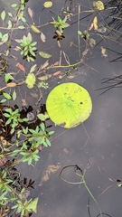 Nelumbo lutea