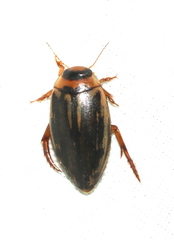 Coptotomus longulus