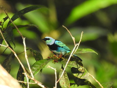 Stilpnia nigrocincta
