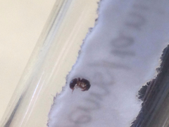 Ponera pennsylvanica