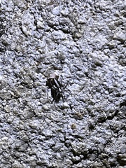 Oxyopes tridens