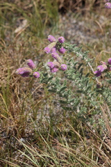Dalea villosa