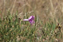 Ipomoea leptophylla