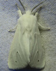 Spilosoma vestalis