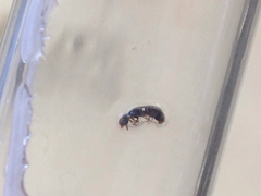 Ponera pennsylvanica