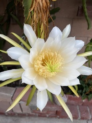 Selenicereus costaricensis