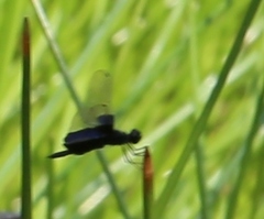 Rhyothemis triangularis