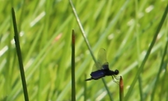 Rhyothemis triangularis