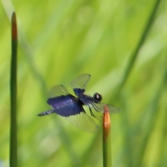 Rhyothemis triangularis
