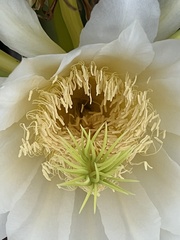 Selenicereus costaricensis