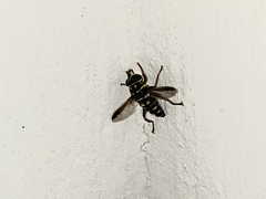 Meromacrus currani