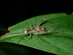 Mistshenkoana gracilis