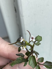 Nasturtium microphyllum