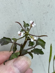 Nasturtium microphyllum