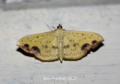 Botyodes principalis