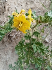 Solanum rostratum