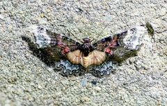 Macrohastina gemmifera