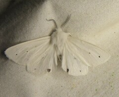 Spilosoma vestalis