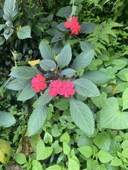 Impatiens walleriana image