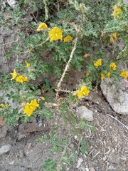 Solanum rostratum